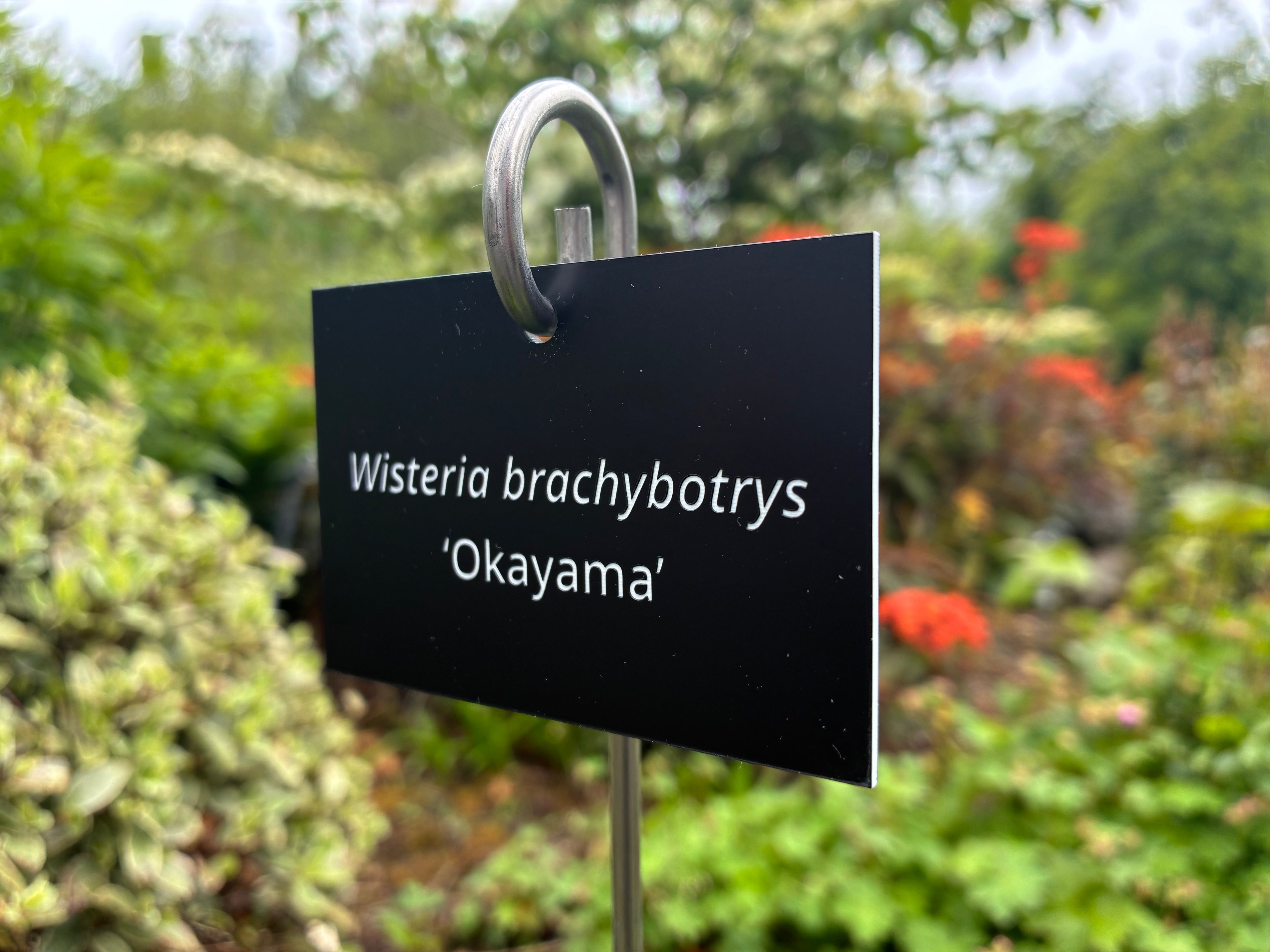 Wisteria brachybotrys ‘Okayama’ - Plant label