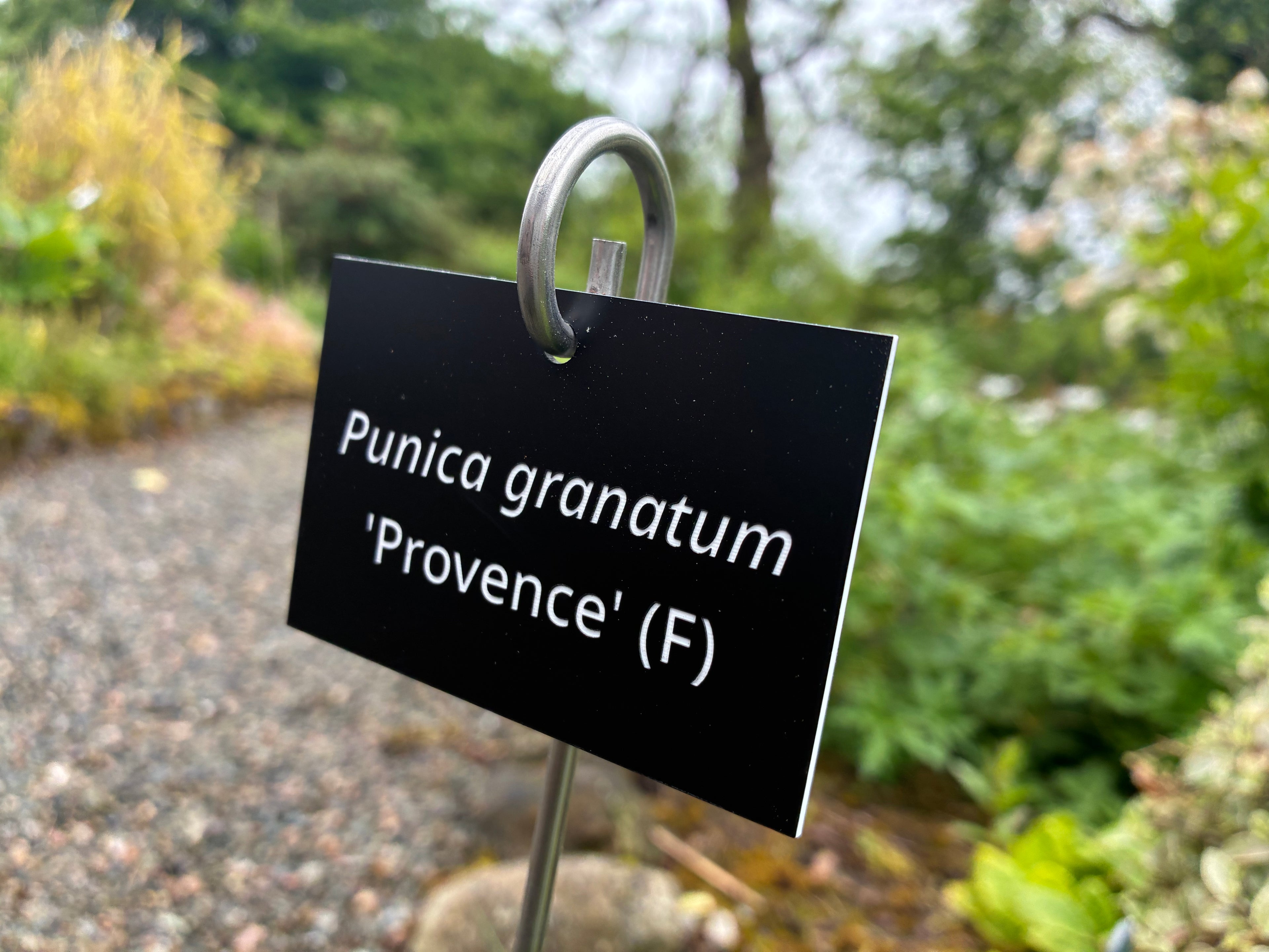 Punica granatum 'Provence' (F) - Plant label