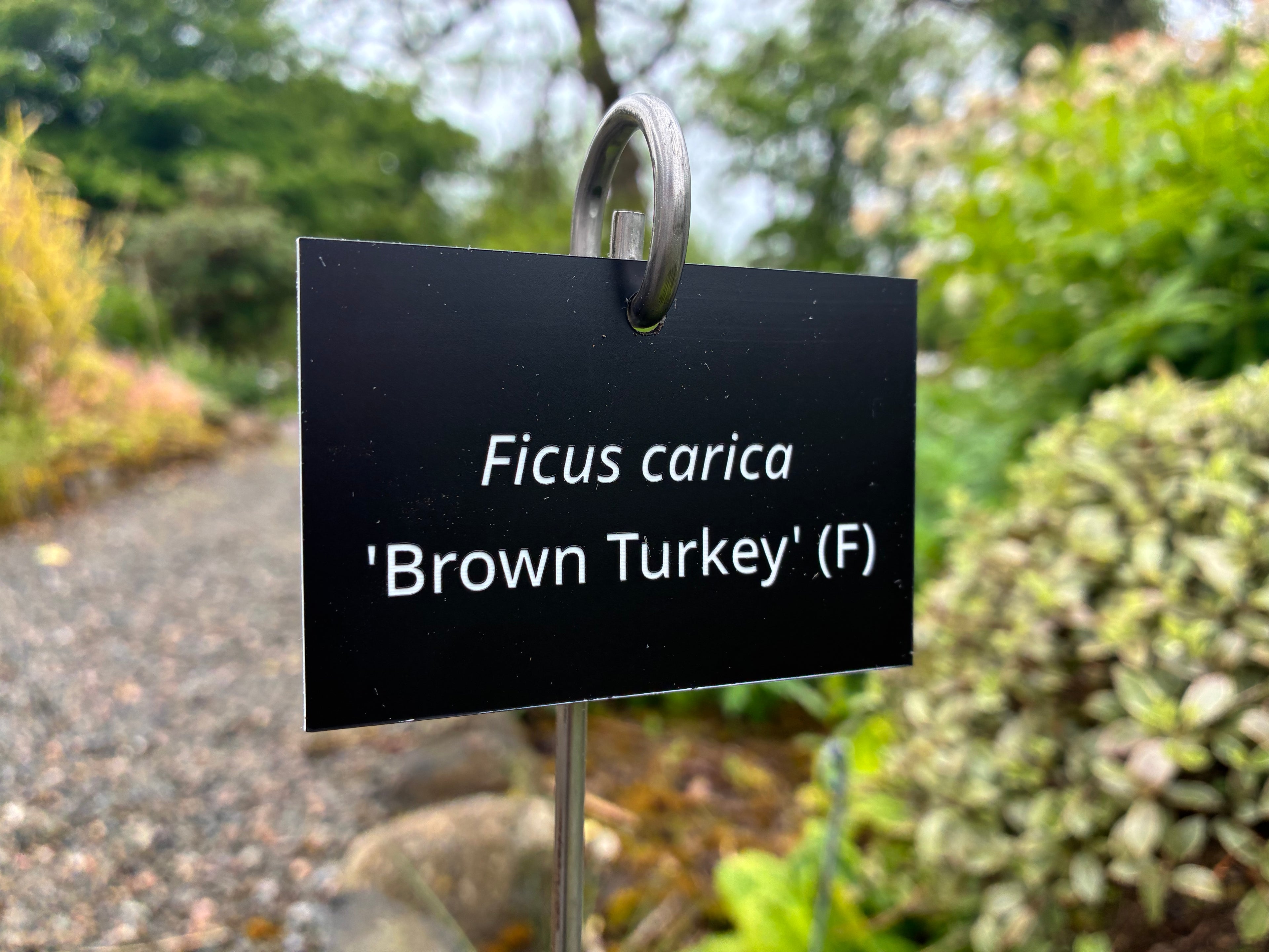 Ficus carica 'Brown Turkey' (F) - Plant label
