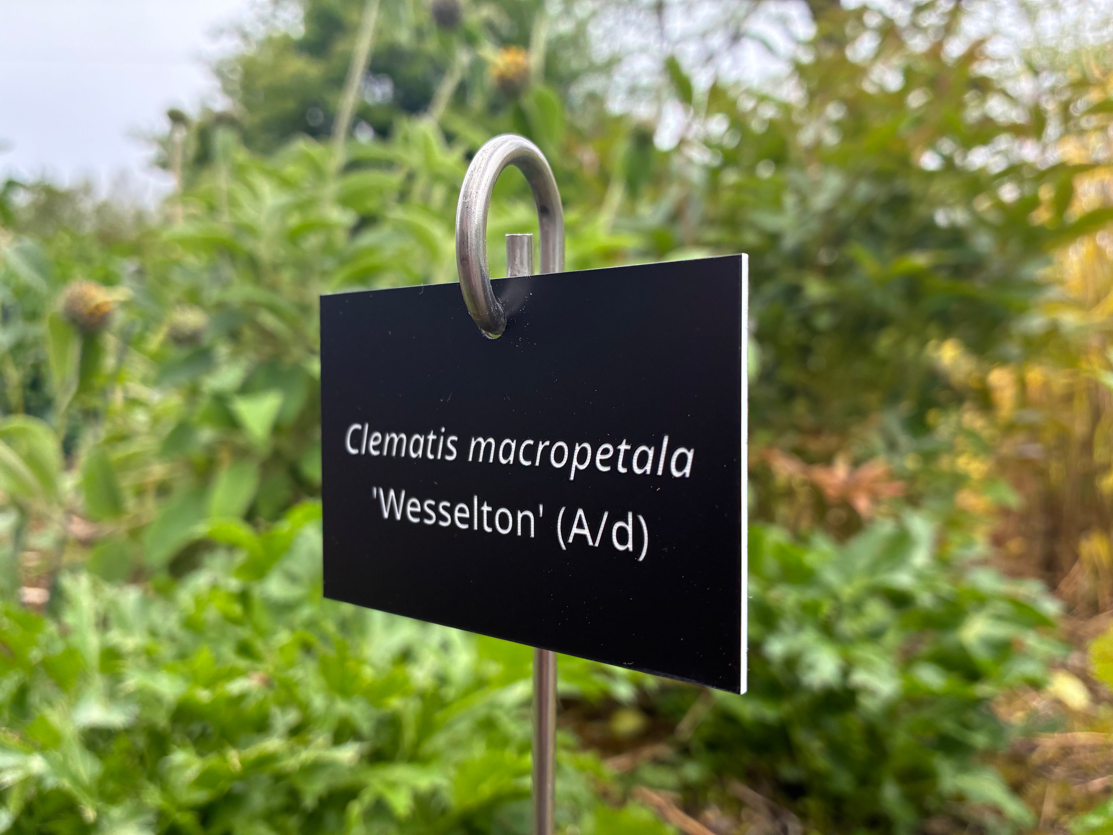 Clematis macropetala 'Wesselton' (A/d) - Plant label