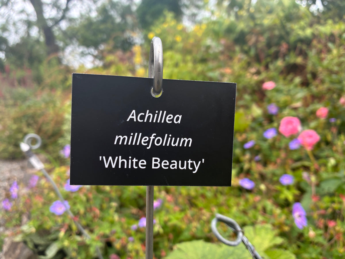 Achillea millefolium 'White Beauty' - Plant label