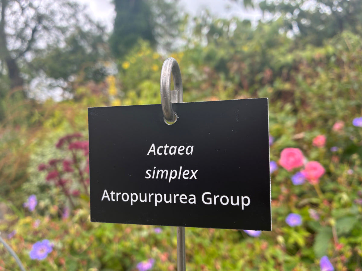 Actaea simplex Atropurpurea Group - Plant label