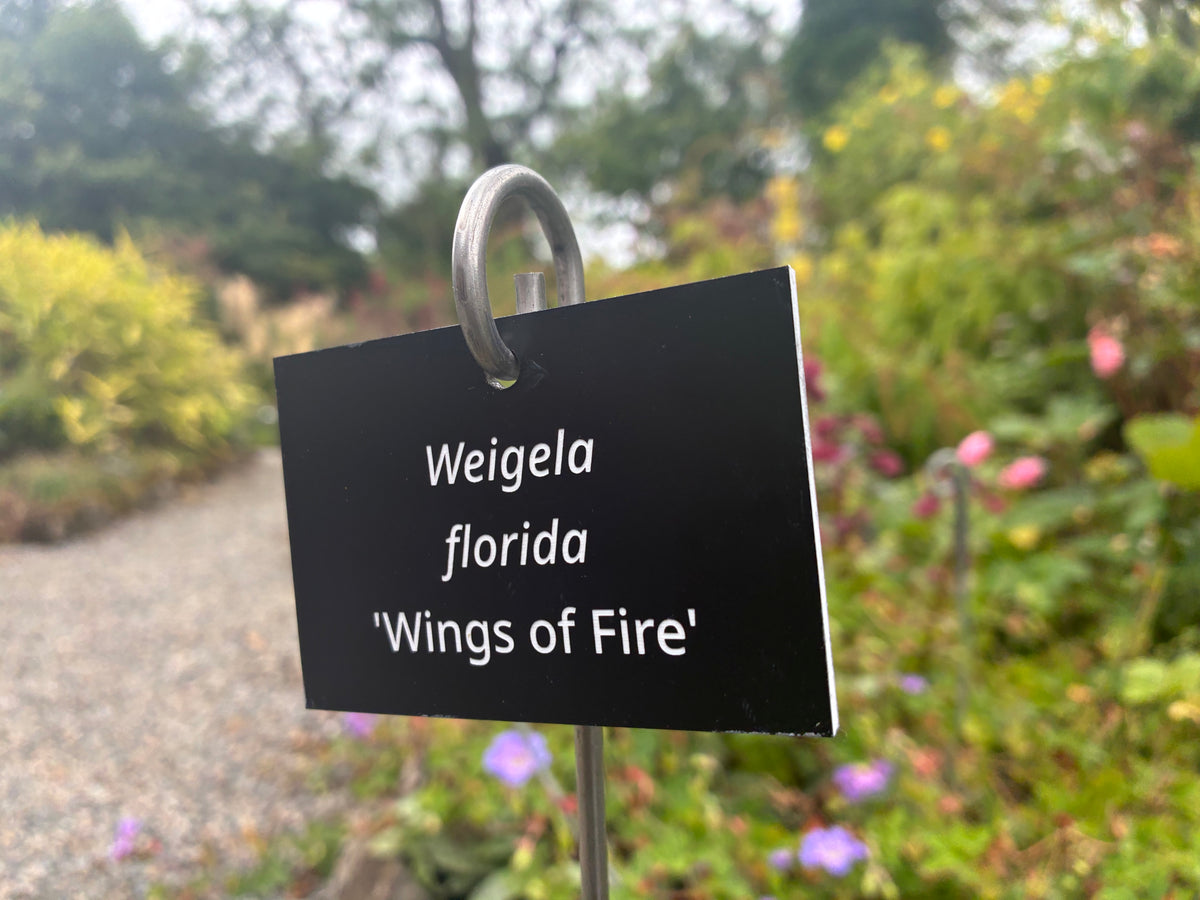 Weigela florida 'Wings of Fire' - Plant label
