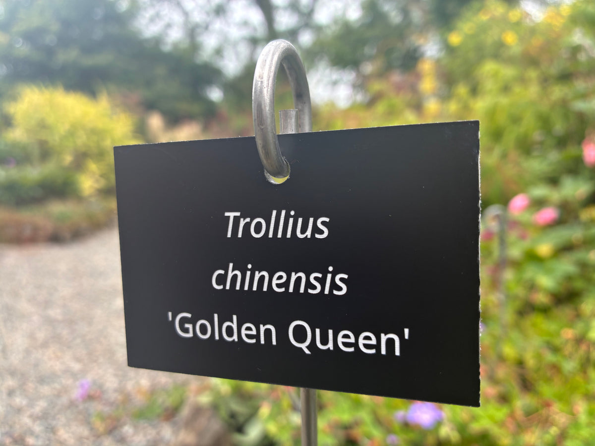 Trollius chinensis 'Golden Queen' - Plant label