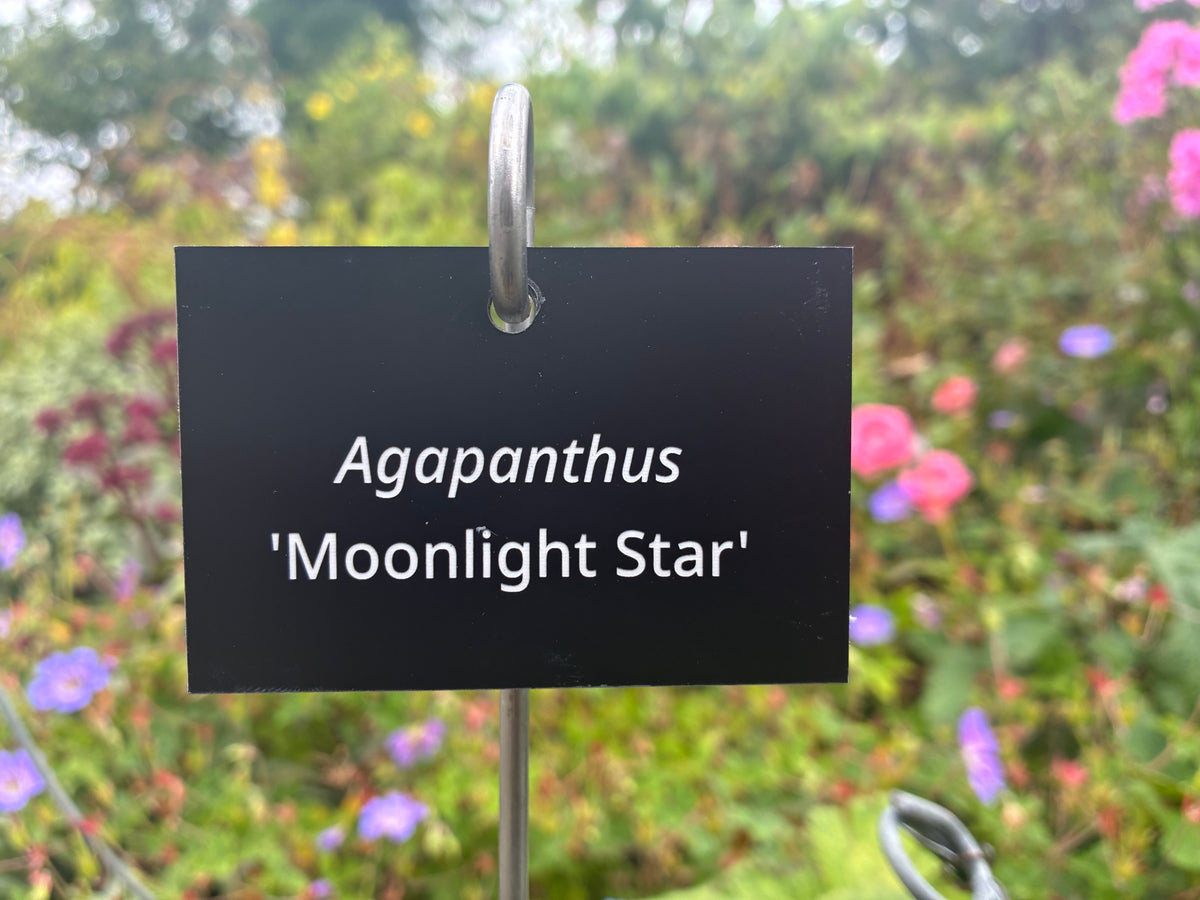 Agapanthus 'Moonlight Star' - Plant label