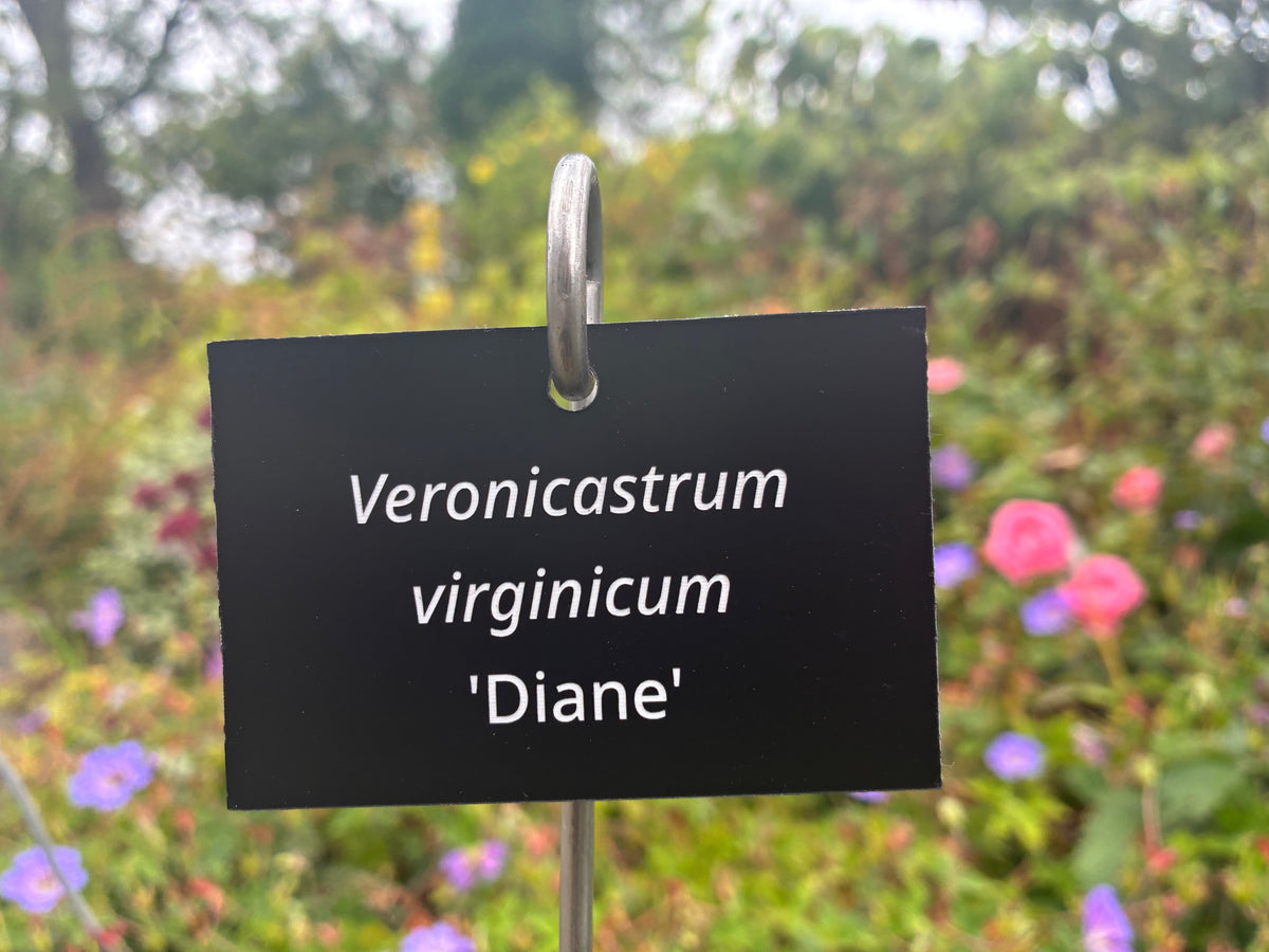 Veronicastrum virginicum 'Diane' - Plant label