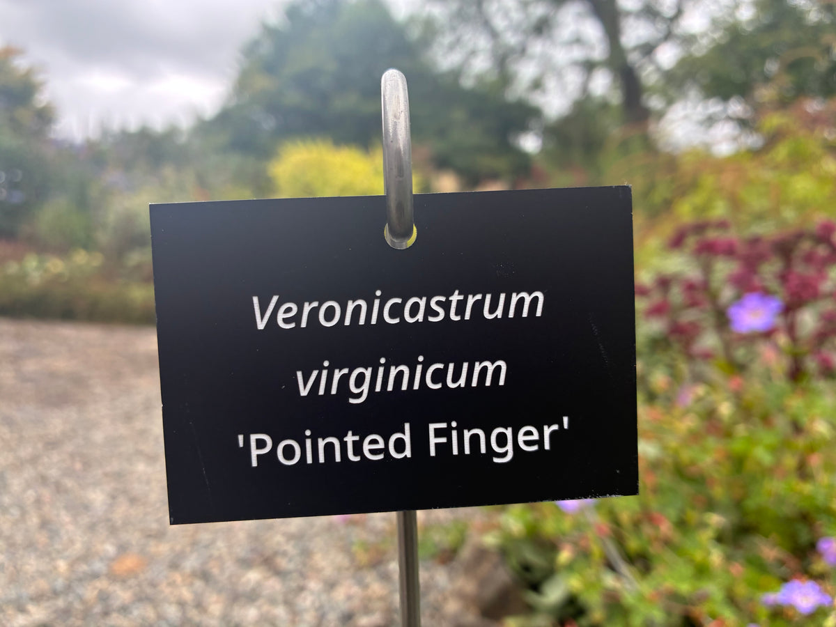 Veronicastrum virginicum 'Pointed Finger' - Plant label