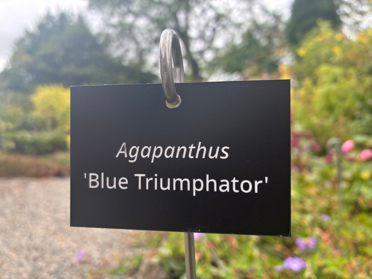 Agapanthus 'Blue Triumphator' - Plant label