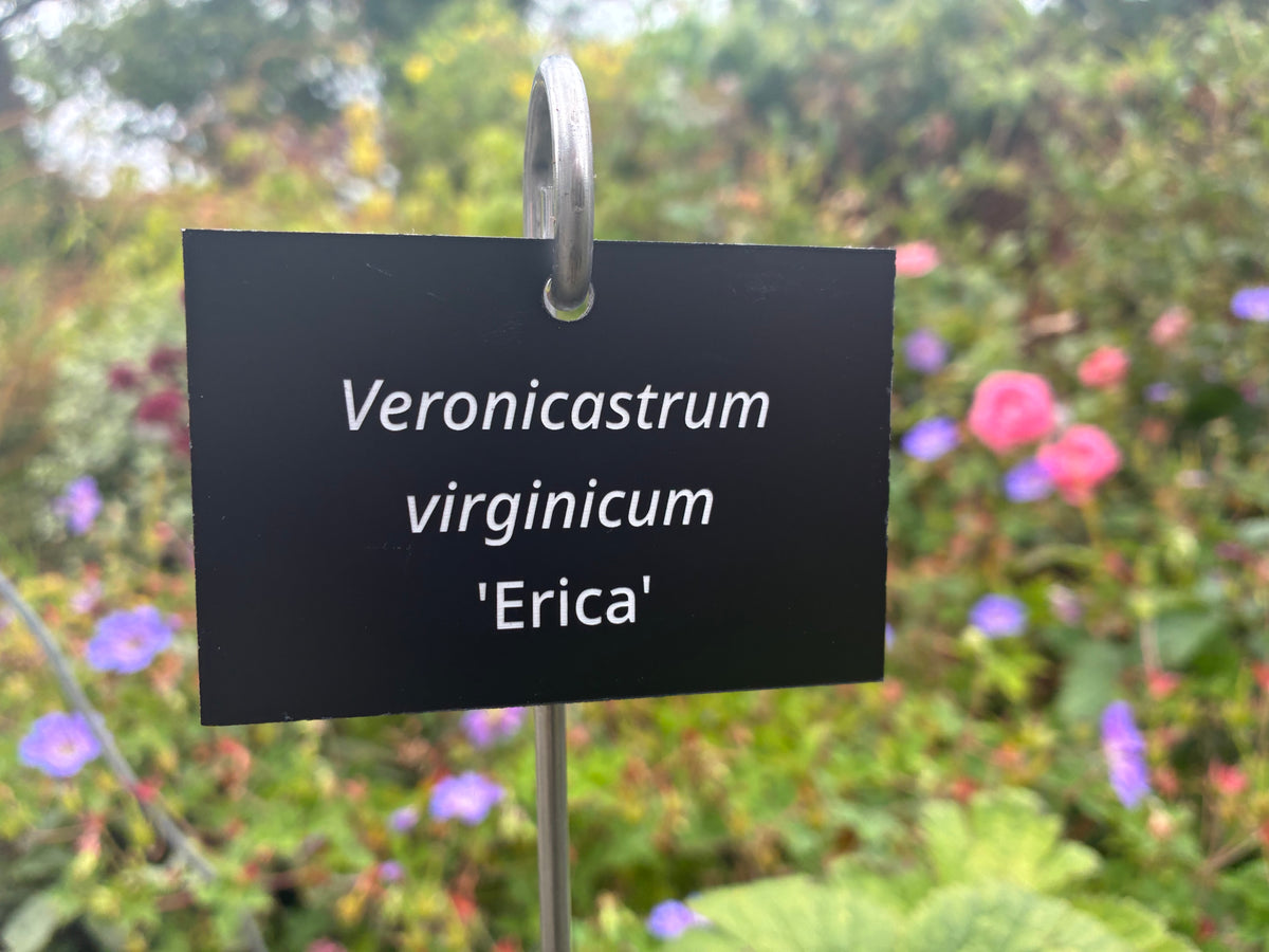 Veronicastrum virginicum 'Erica' - Plant label