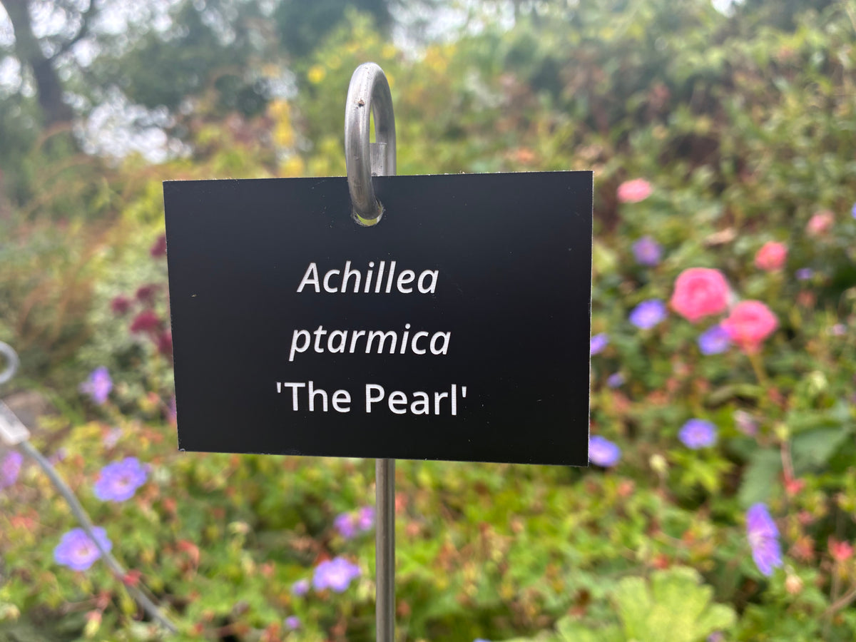 Achillea ptarmica 'The Pearl' - Plant label