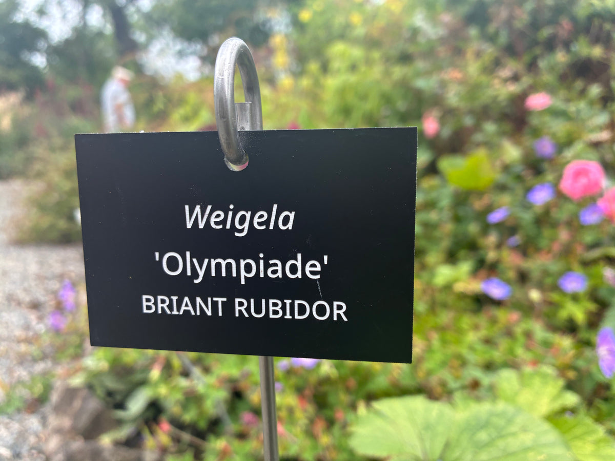 Weigela 'Olympiade' BRIANT RUBIDOR - Plant label