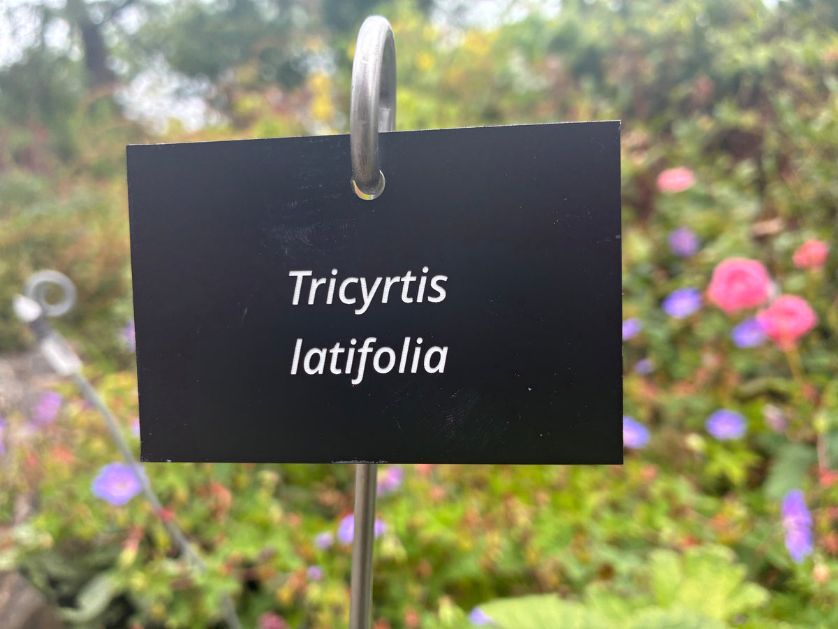 Tricyrtis latifolia - Plant label