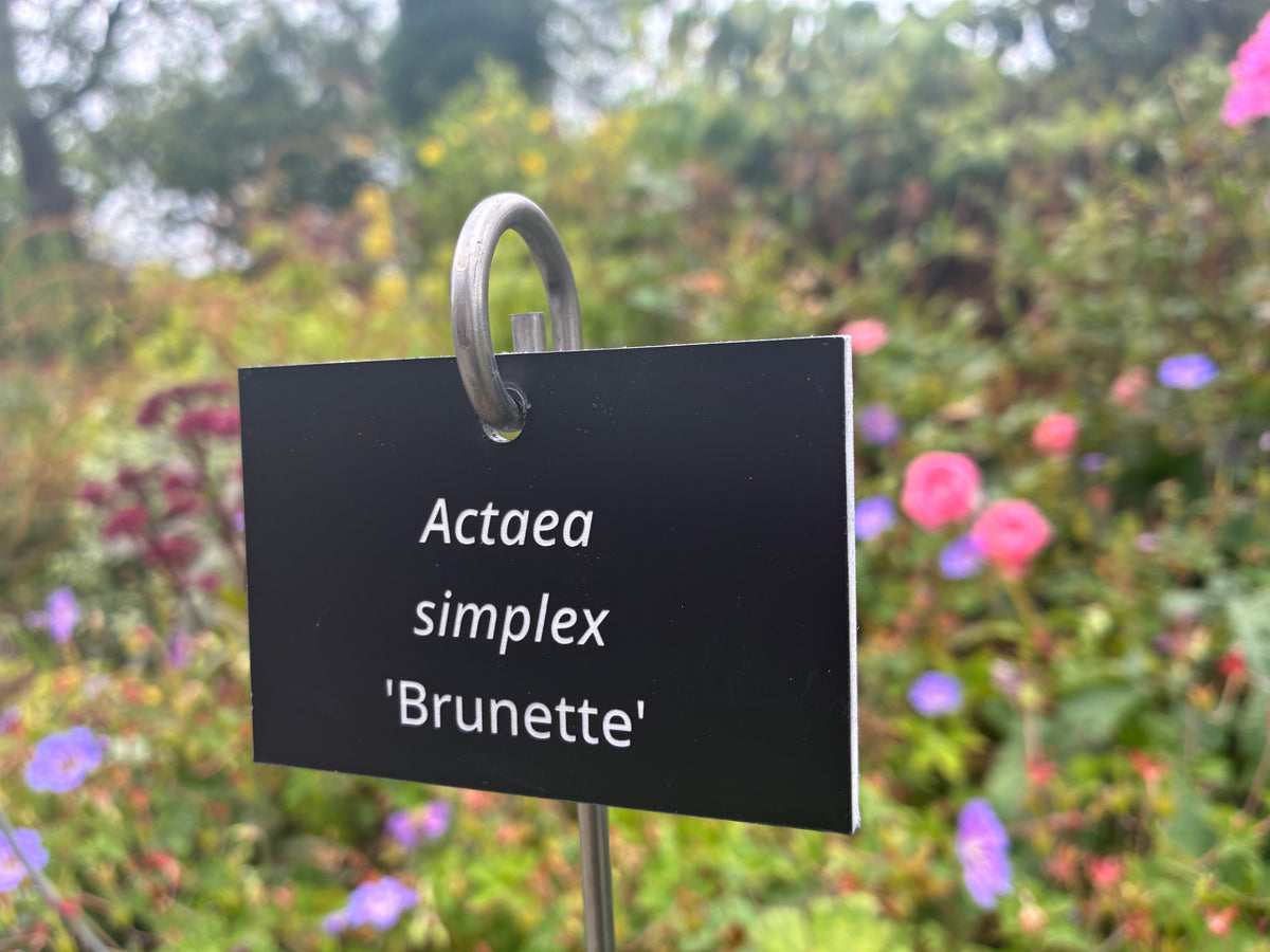 Actaea simplex 'Brunette' - Plant label
