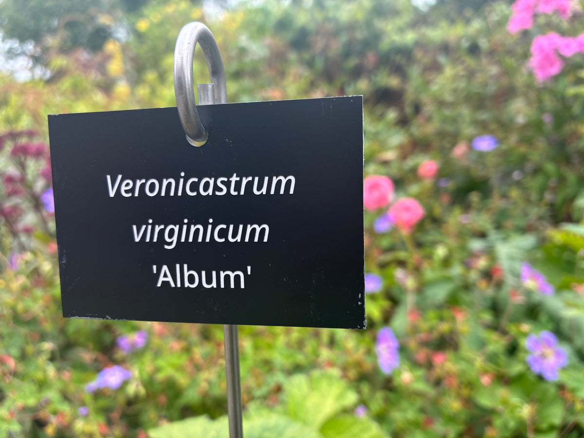 Veronicastrum virginicum 'Album' - Plant label