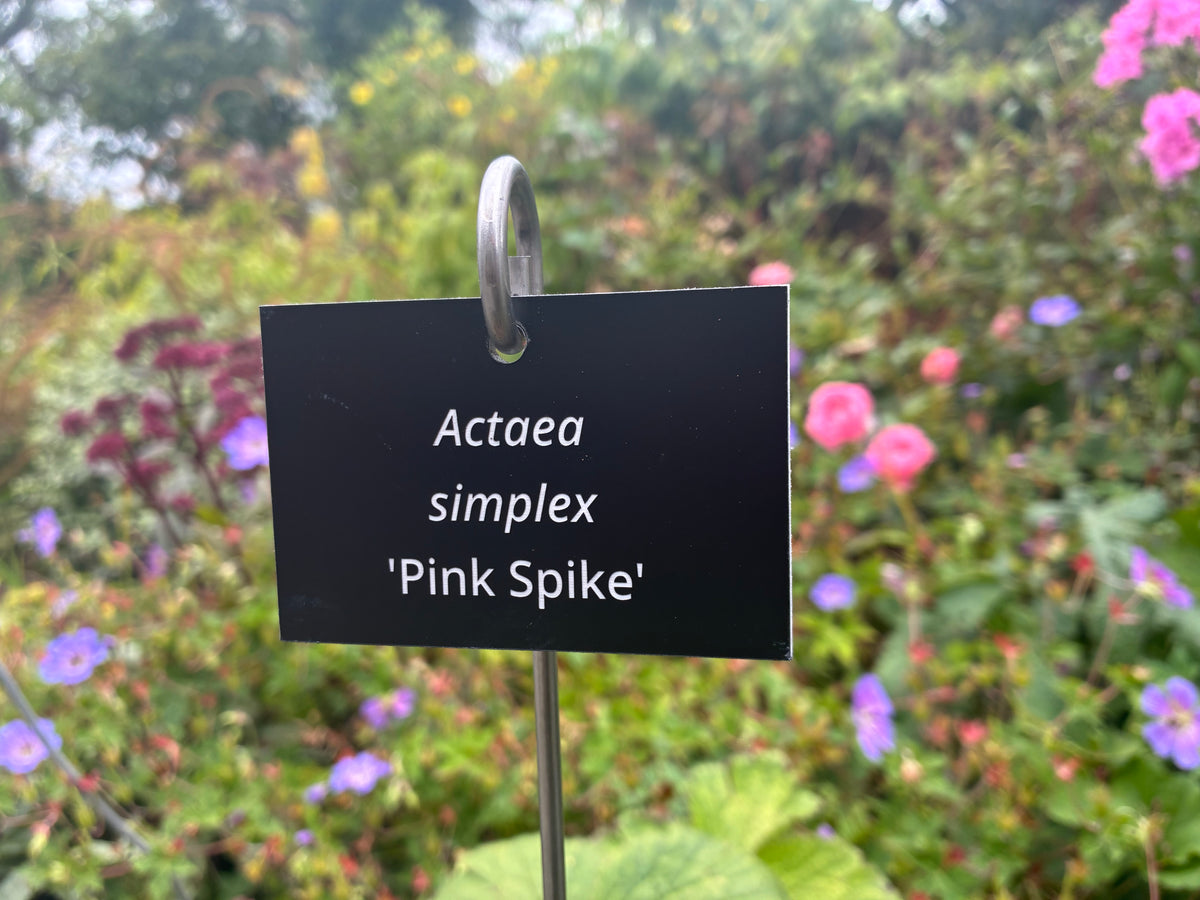 Actaea simplex 'Pink Spike' - Plant label