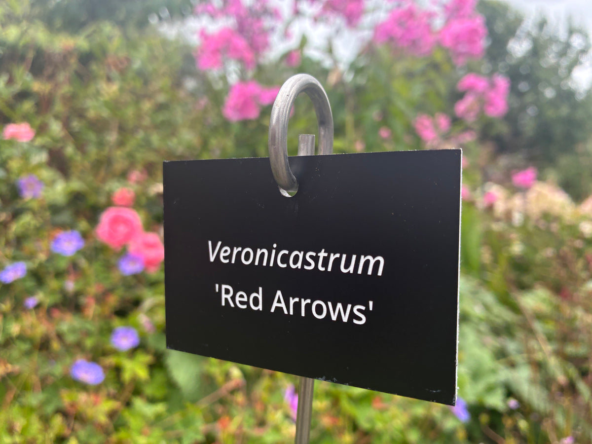 Veronicastrum 'Red Arrows' - Plant label