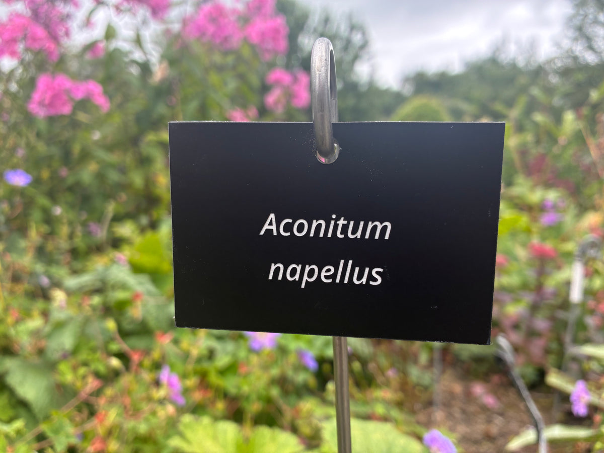 Aconitum napellus - Plant label