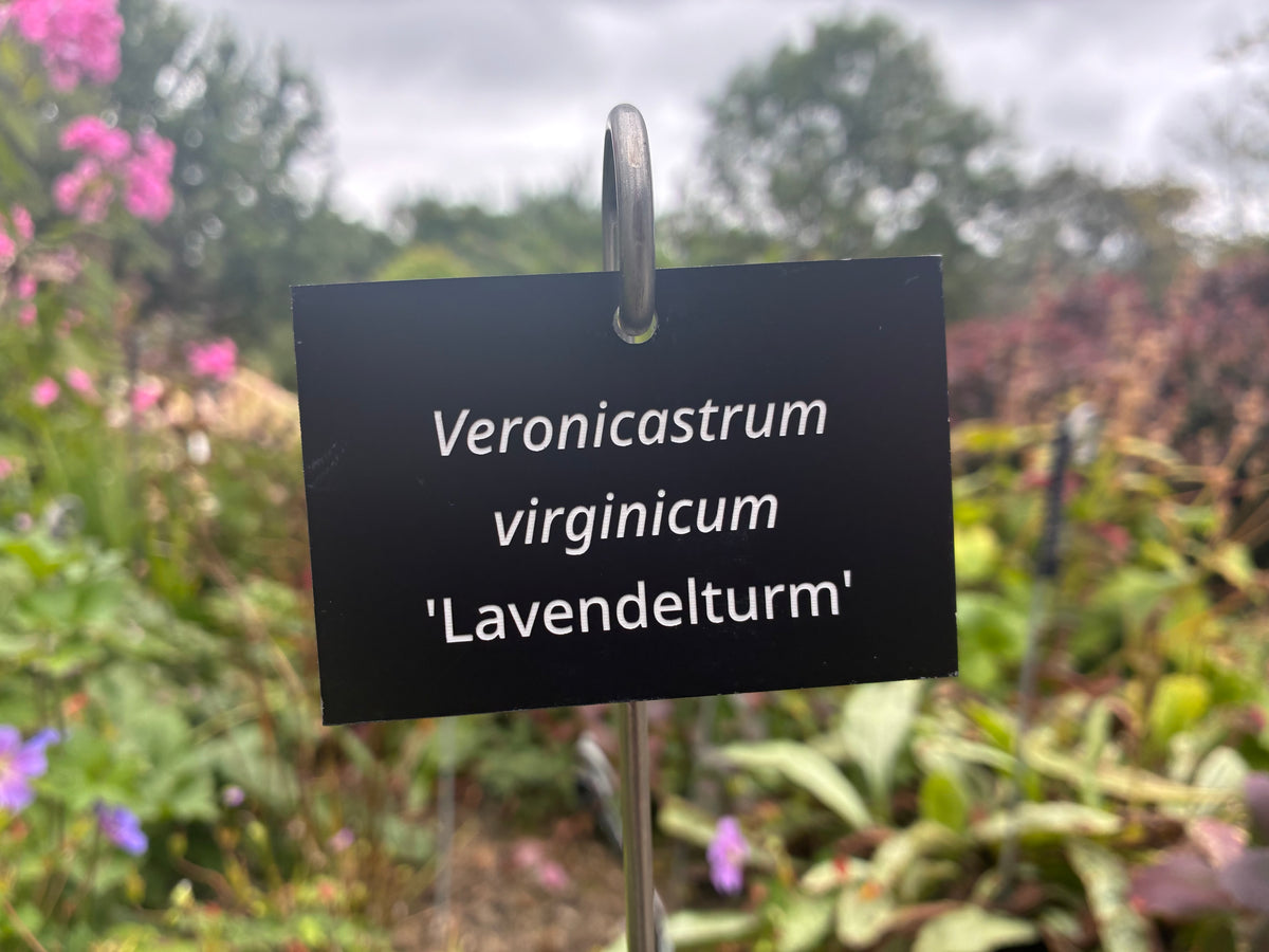 Veronicastrum virginicum 'Lavendelturm' - Plant label