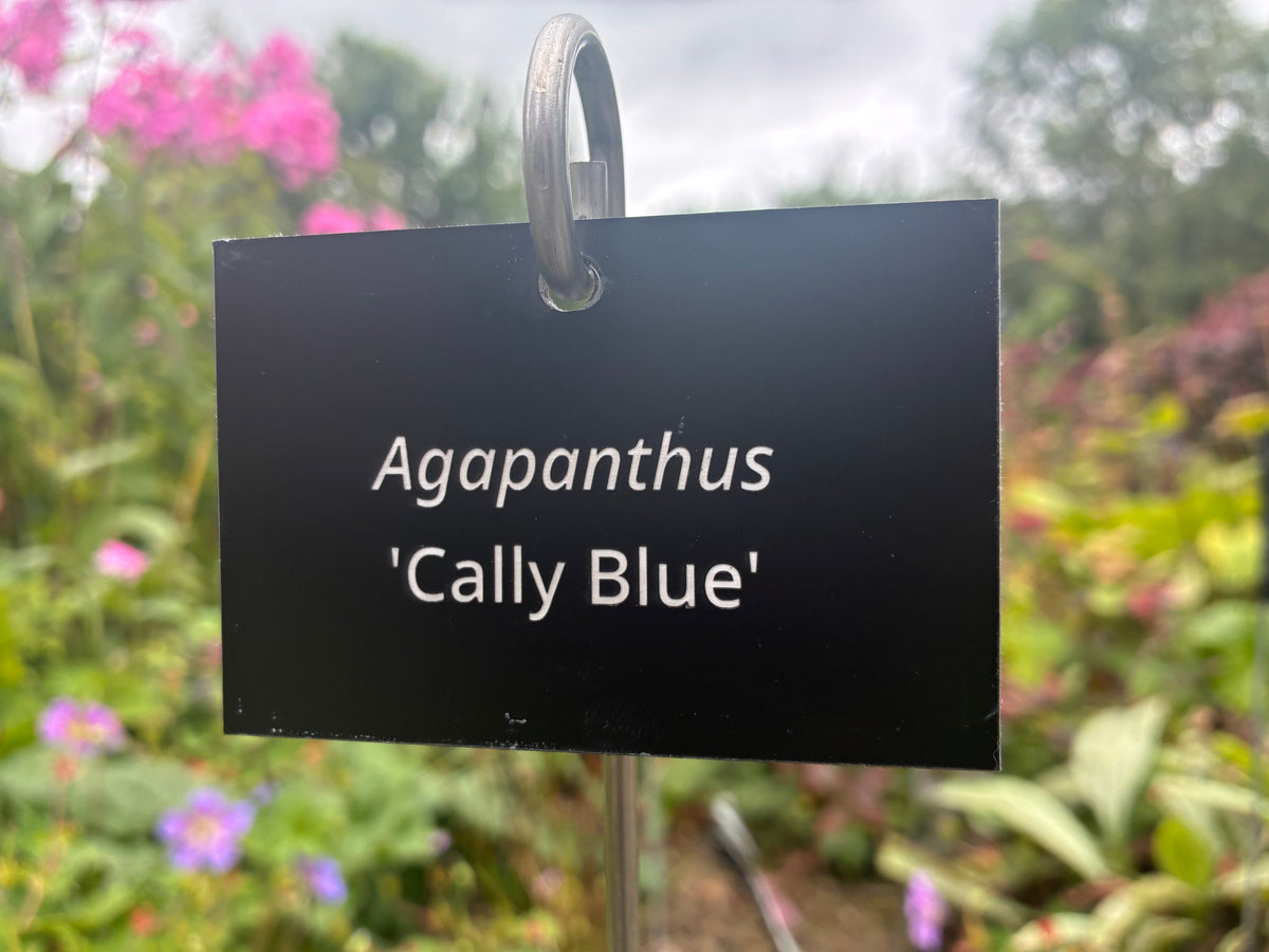 Agapanthus 'Cally Blue' - Plant label