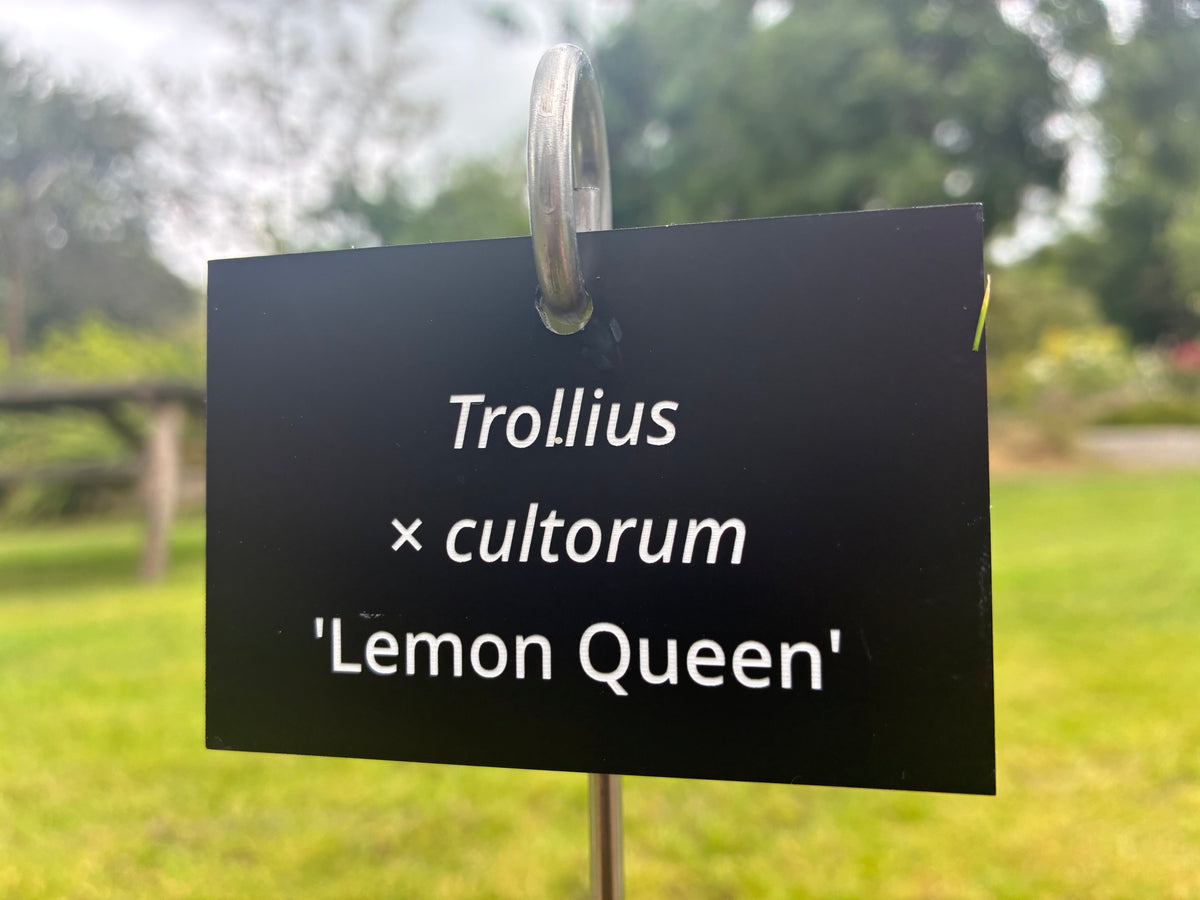 Trollius × cultorum 'Lemon Queen' - Plant label