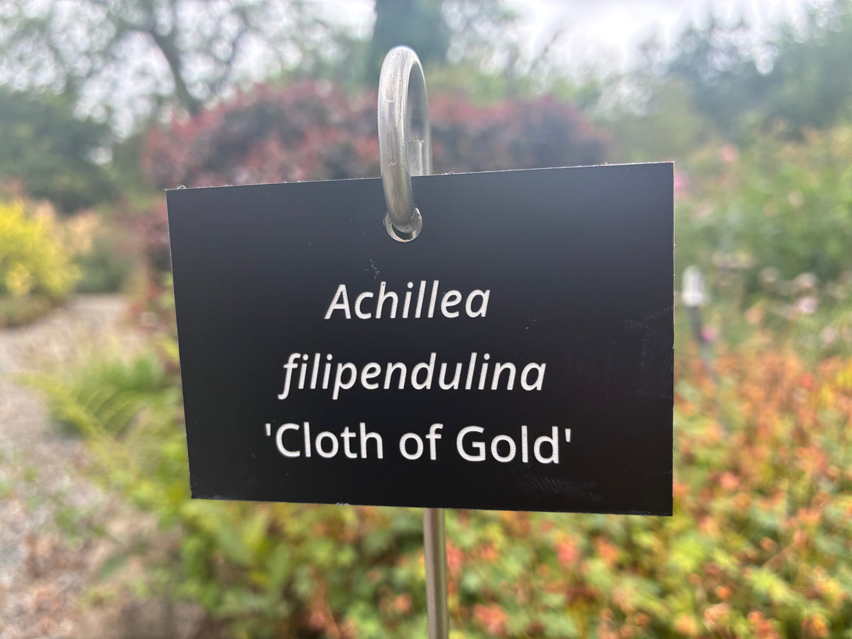 Achillea filipendulina 'Cloth of Gold' - Plant label