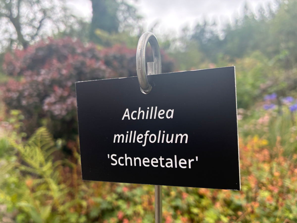 Achillea millefolium 'Schneetaler' - Plant label