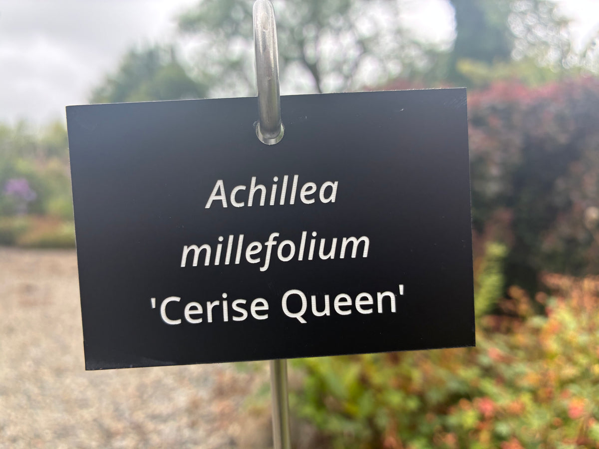 Achillea millefolium 'Cerise Queen' - Plant label