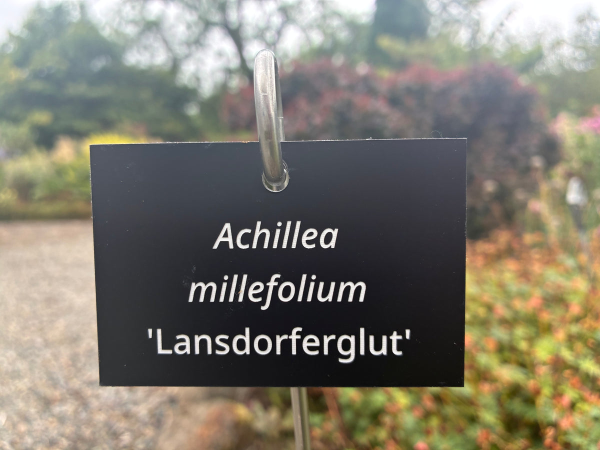 Achillea millefolium 'Lansdorferglut' - Plant label
