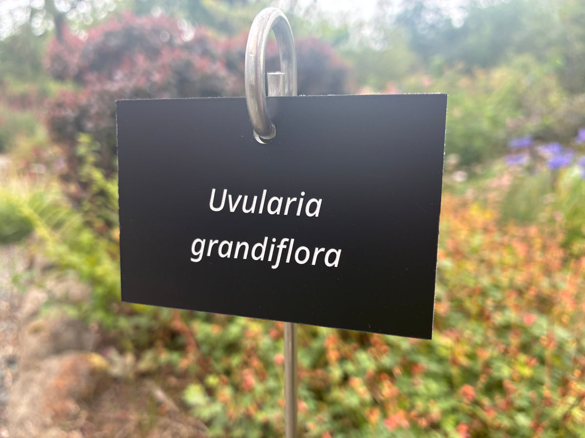 Uvularia grandiflora - Plant label