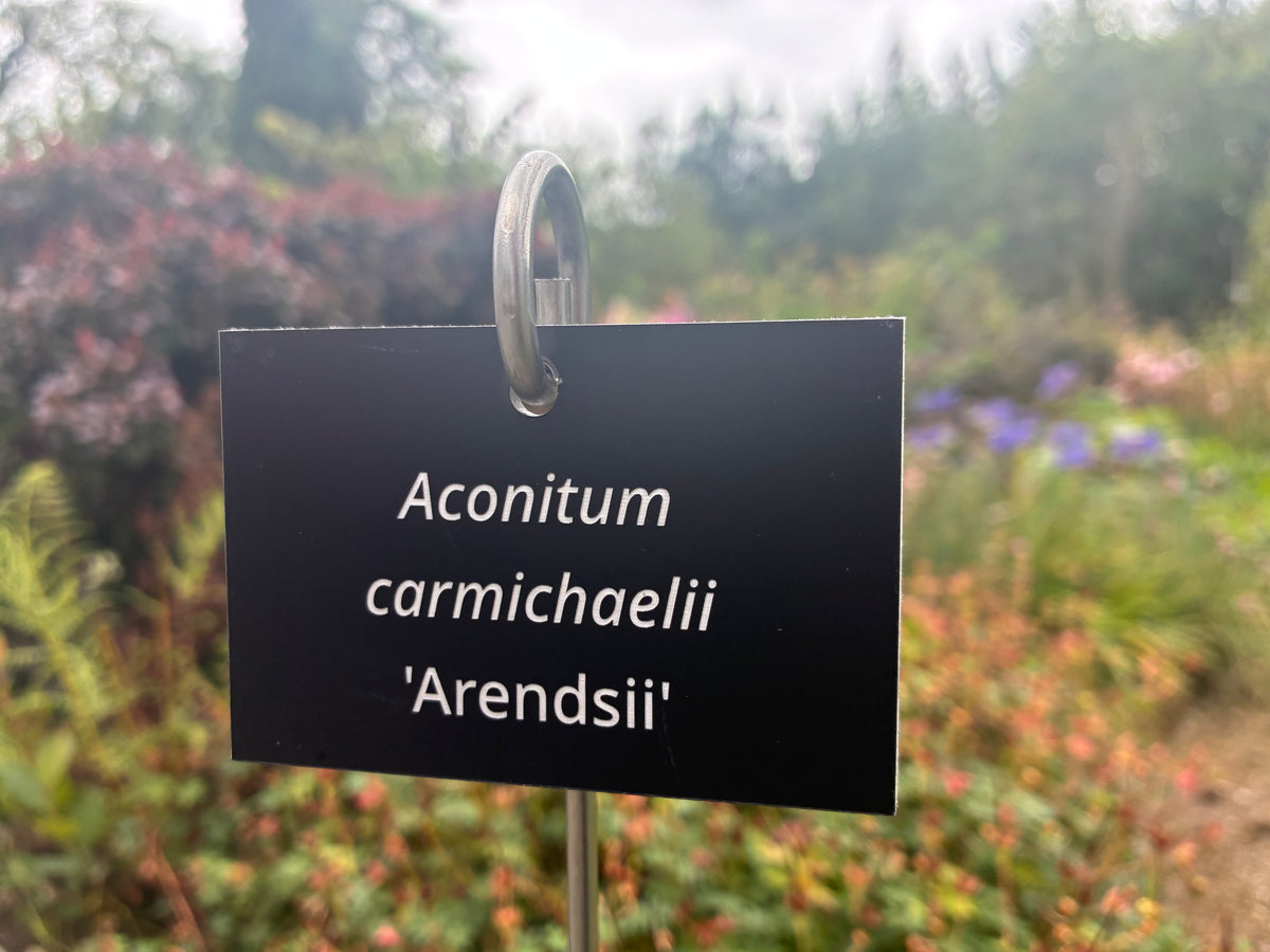 Aconitum carmichaelii 'Arendsii' - Plant label
