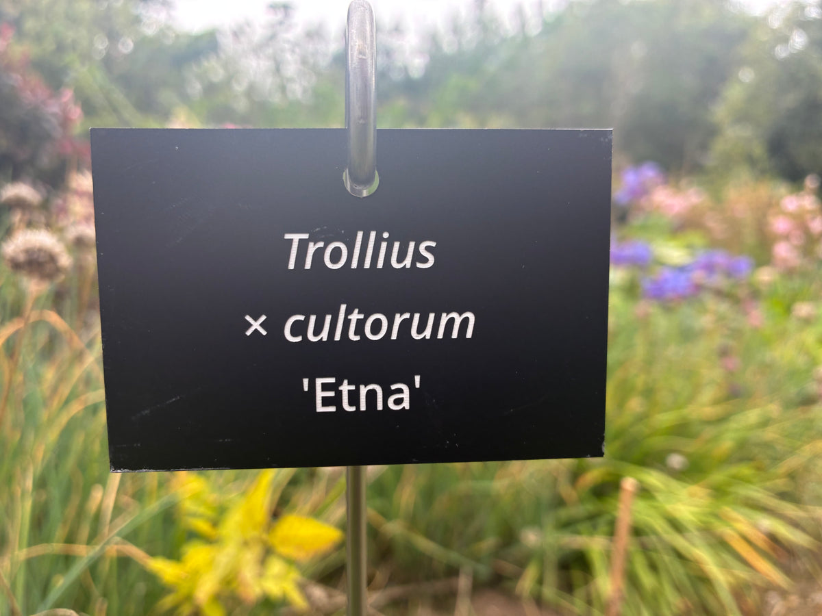 Trollius × cultorum 'Etna' - Plant label