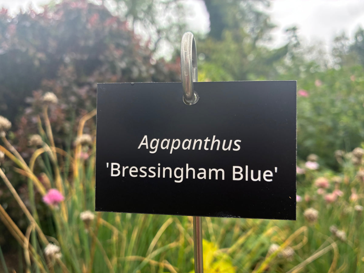 Agapanthus 'Bressingham Blue' - Plant label