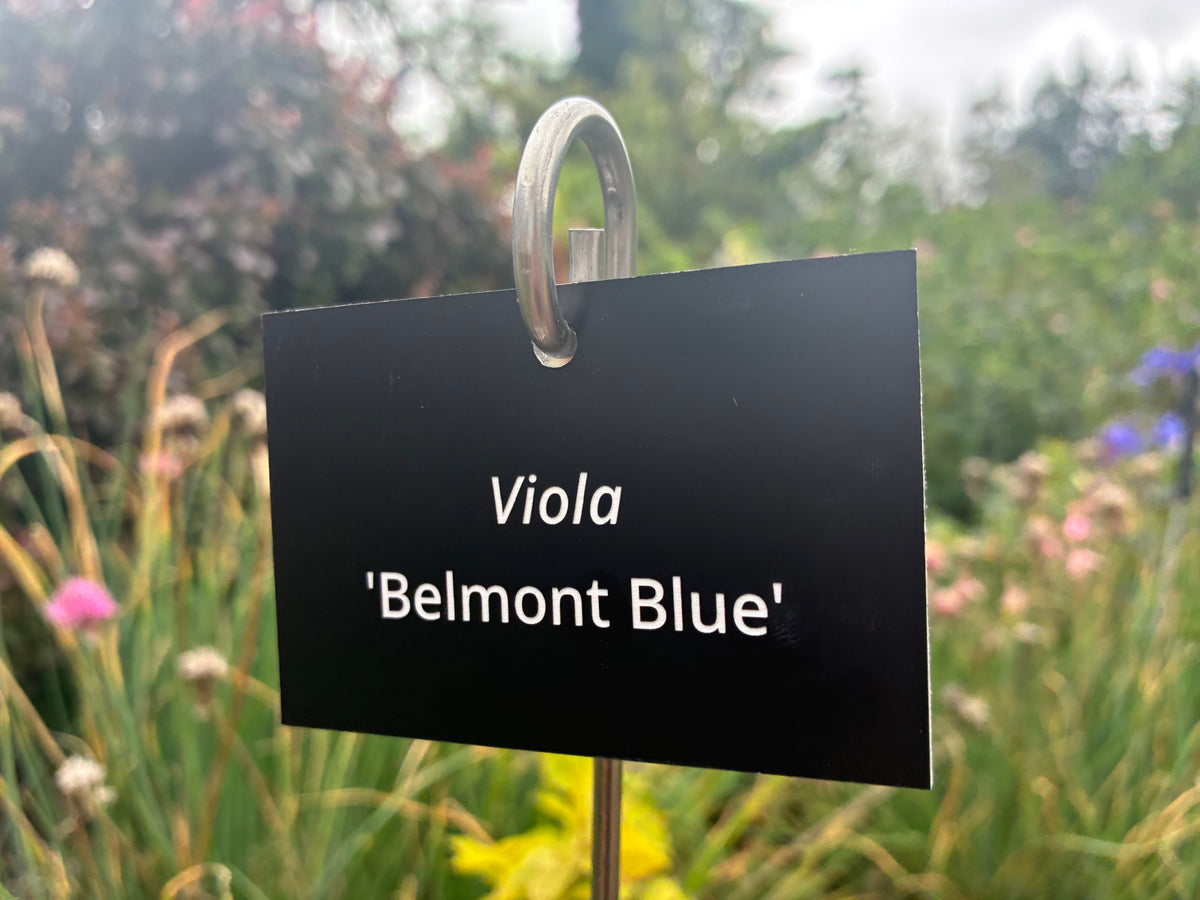 Viola 'Belmont Blue' - Plant label