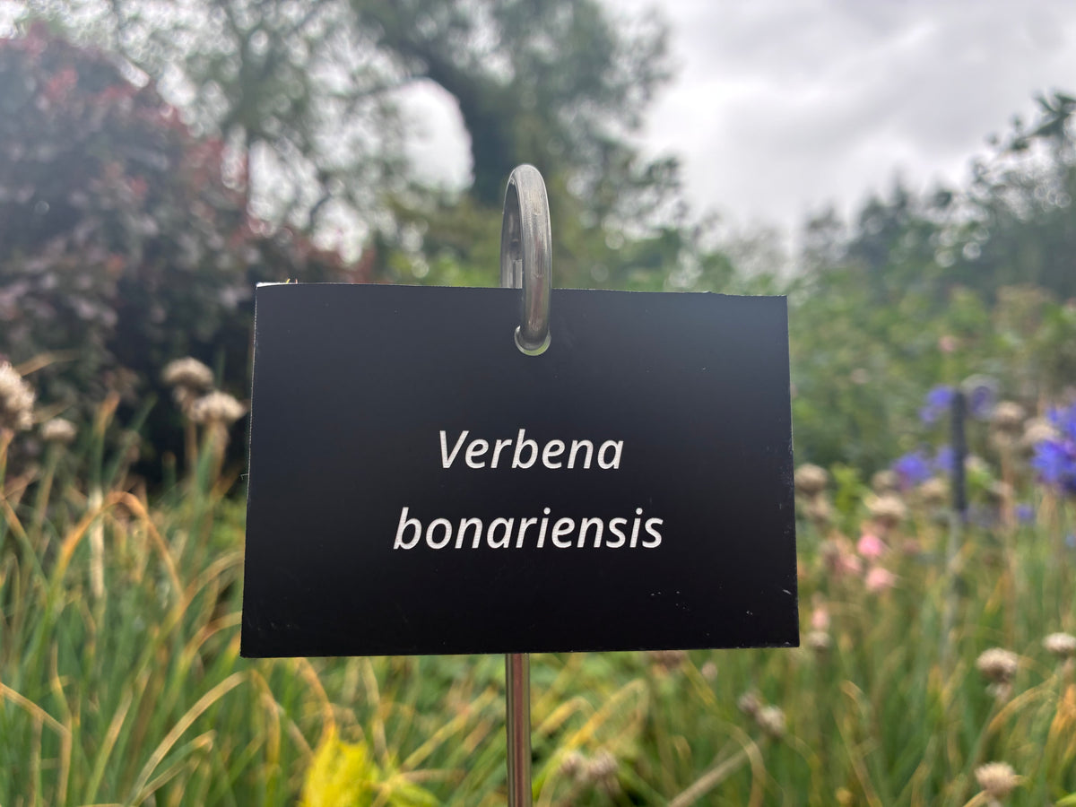 Verbena bonariensis - Plant label