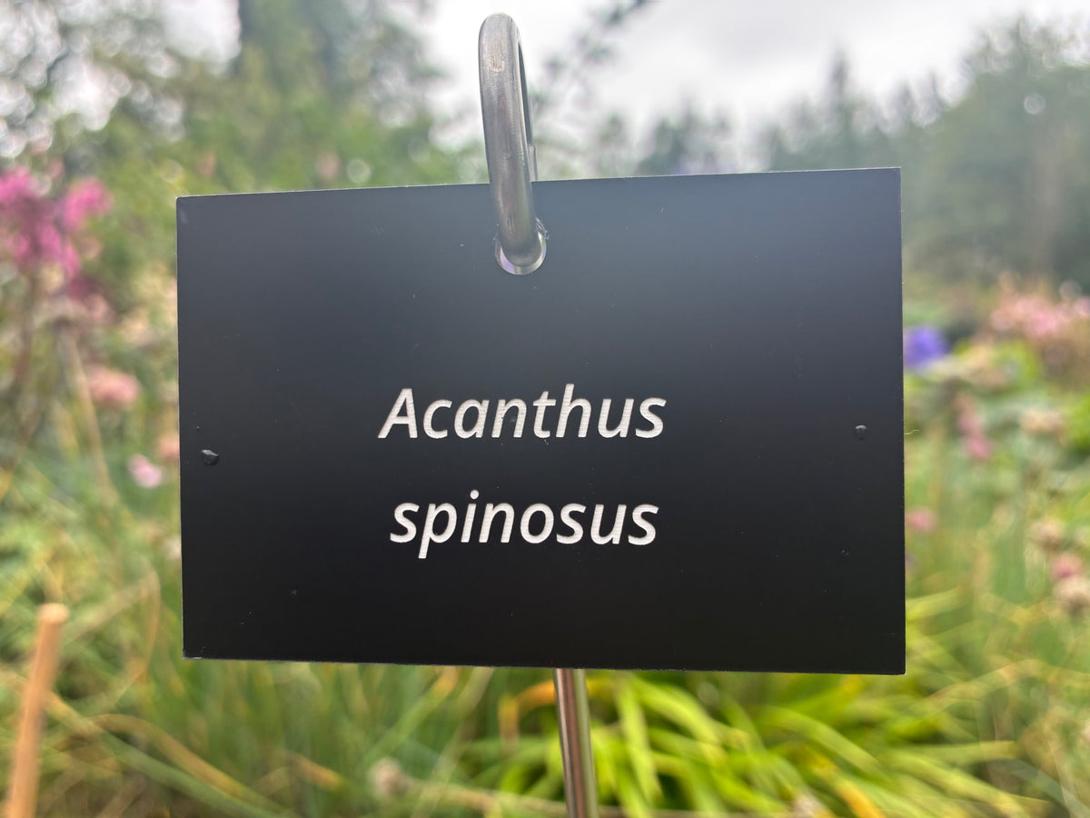 Acanthus spinosus - Plant label