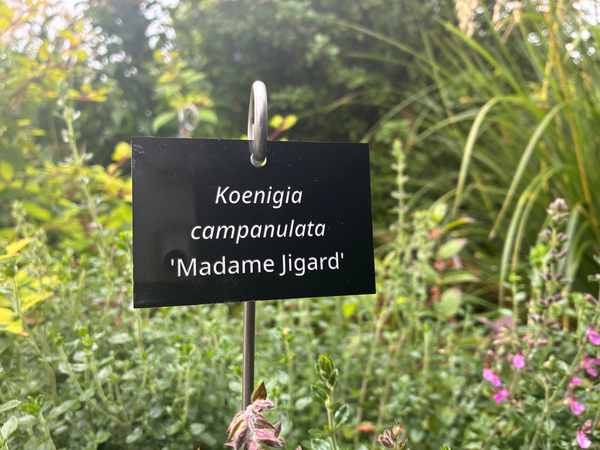 Koenigia campanulata 'Madame Jigard' - Plant label