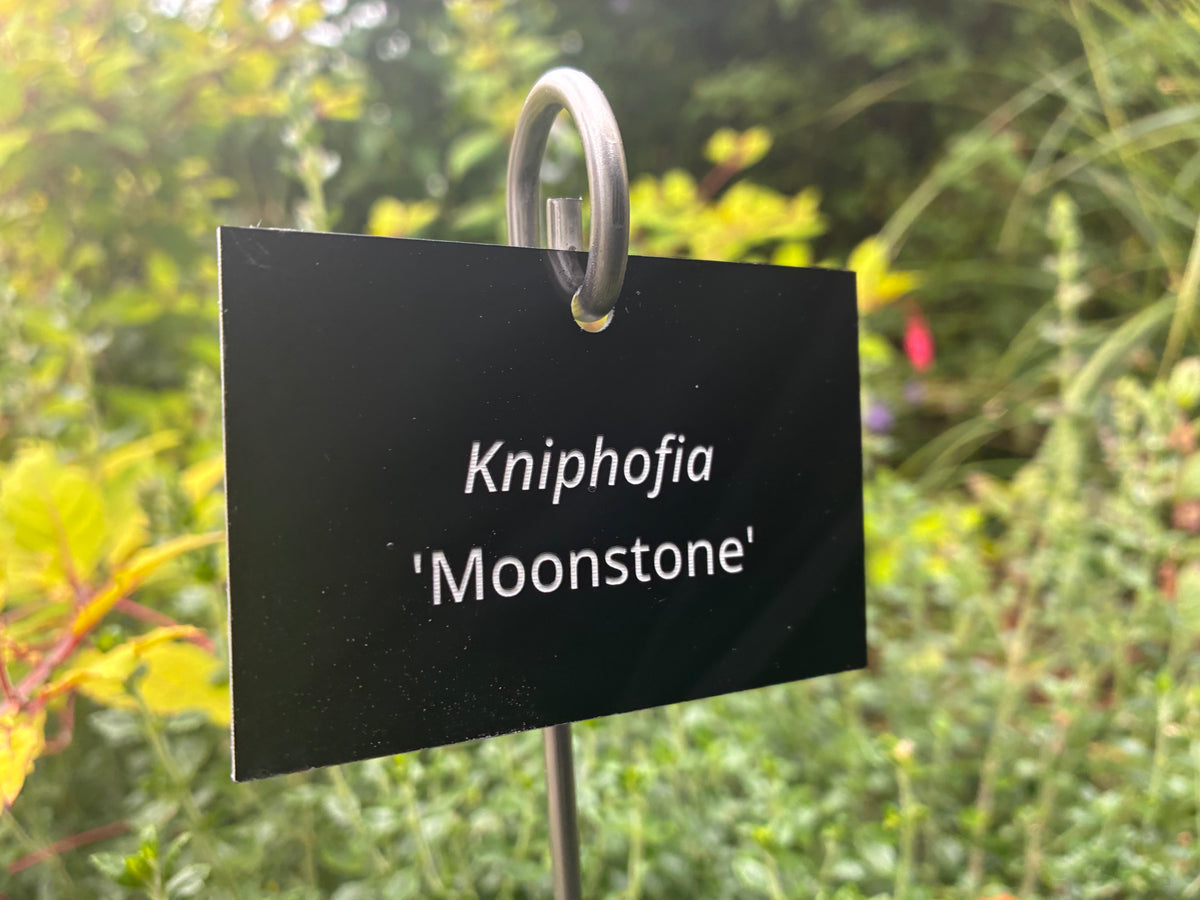 Kniphofia 'Moonstone' - Plant label