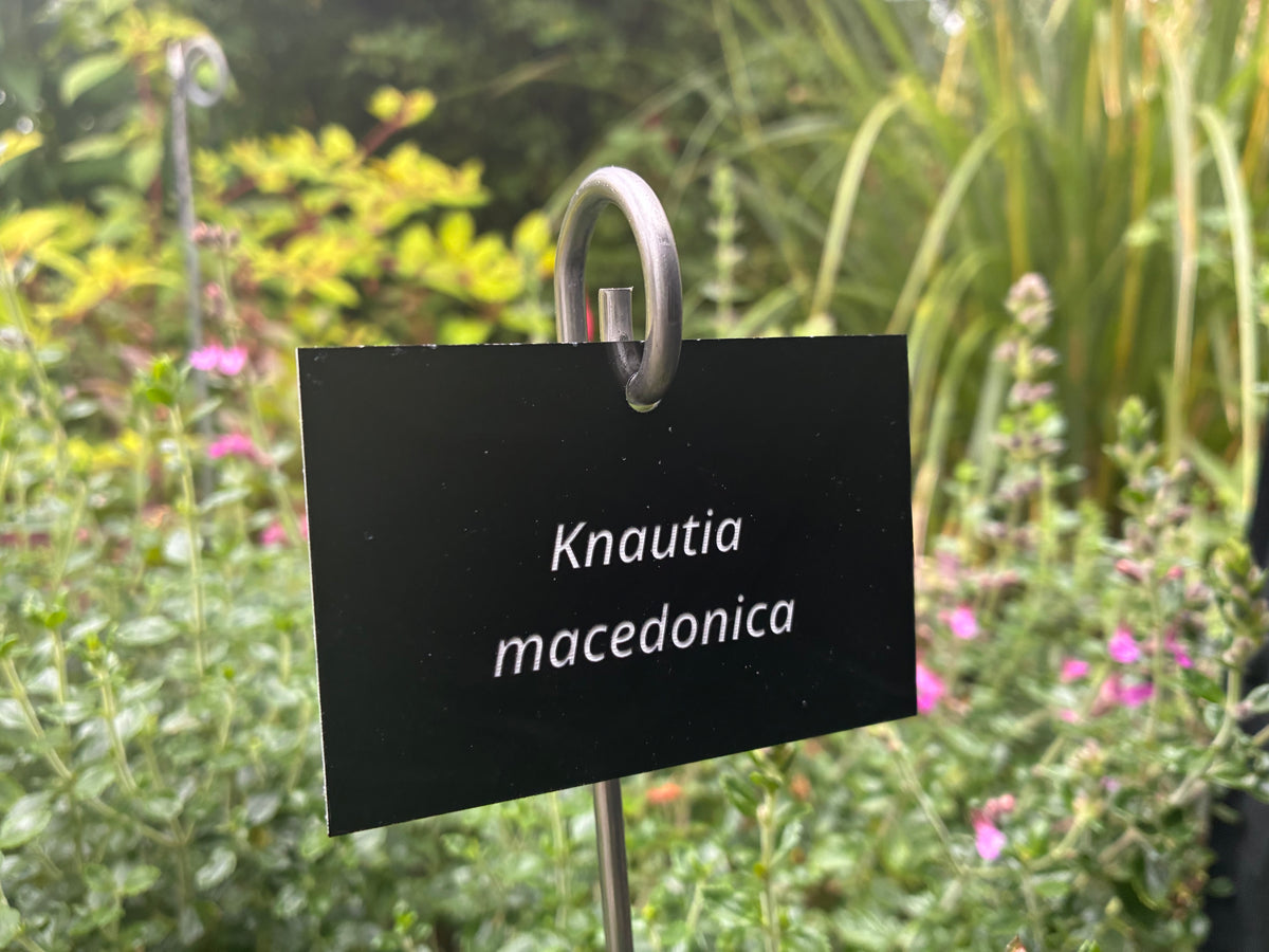 Knautia macedonica - Plant label