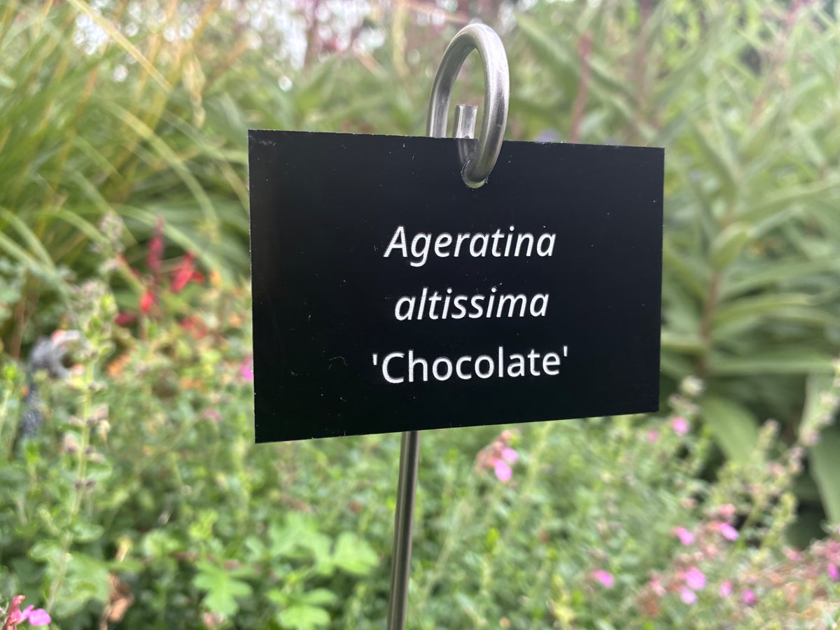 Ageratina altissima 'Chocolate' - Plant label