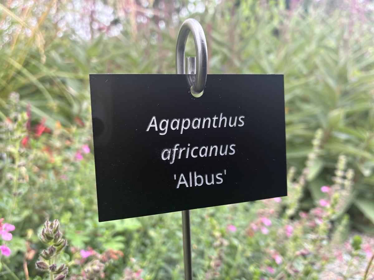 Agapanthus africanus 'Albus' - Plant label