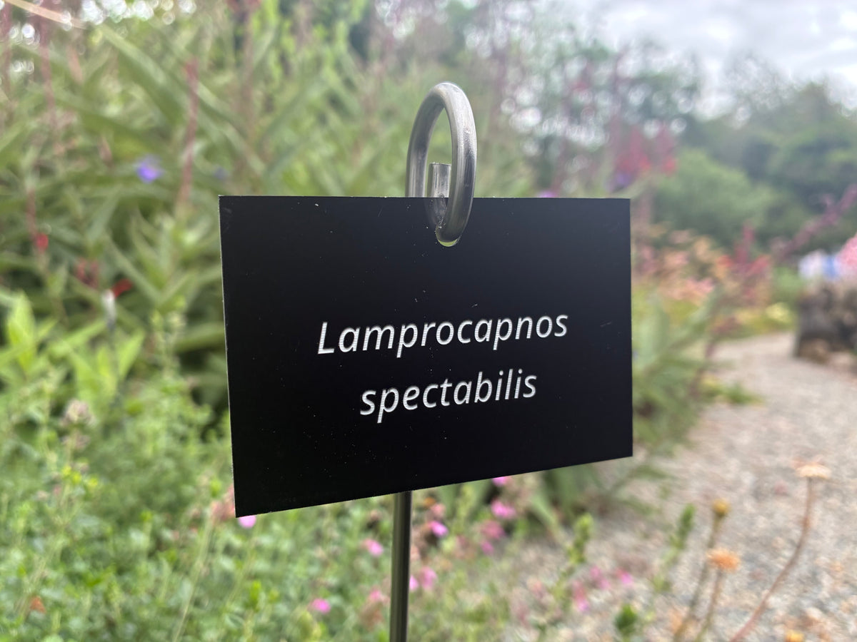 Lamprocapnos spectabilis - Plant label