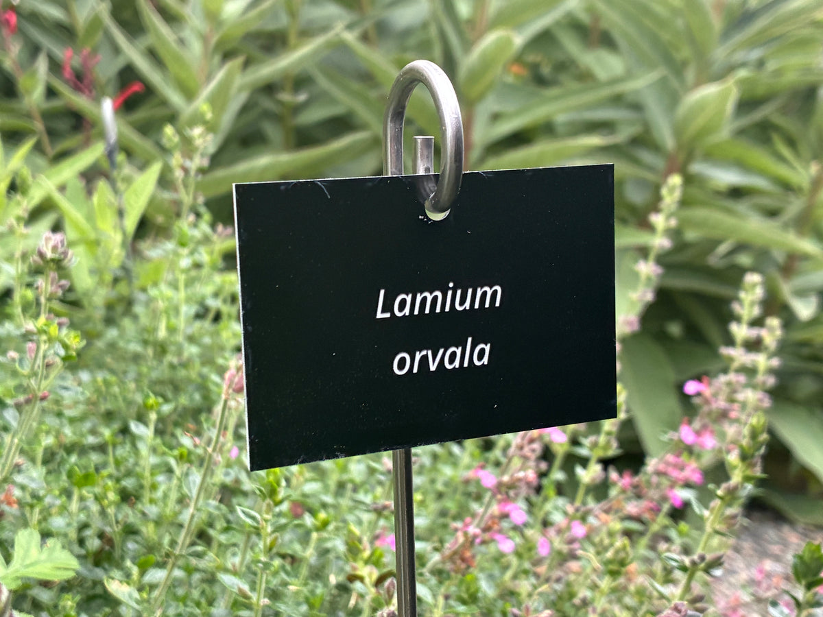 Lamium orvala - Plant label