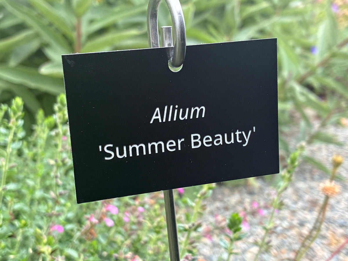 Allium 'Summer Beauty' - Plant label