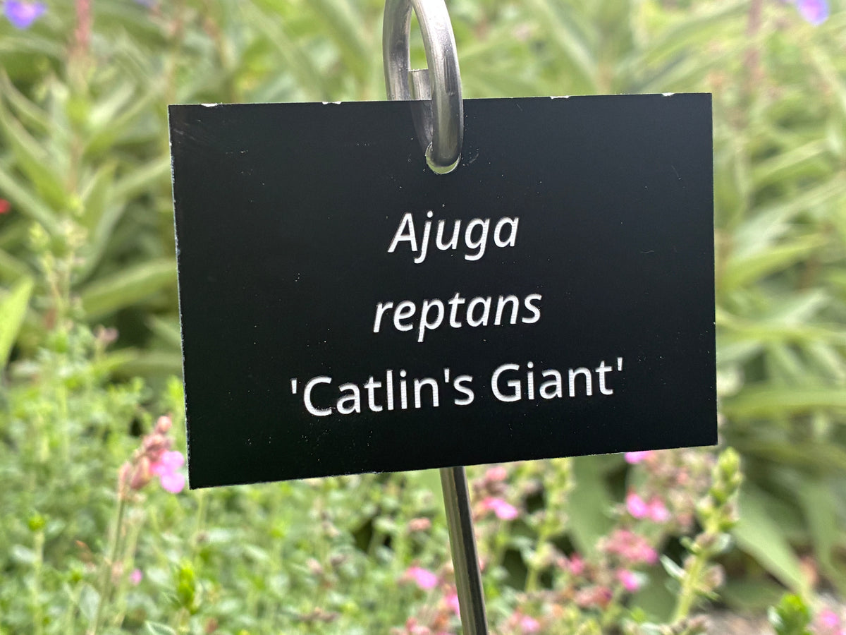 Ajuga reptans 'Catlin's Giant' - Plant label
