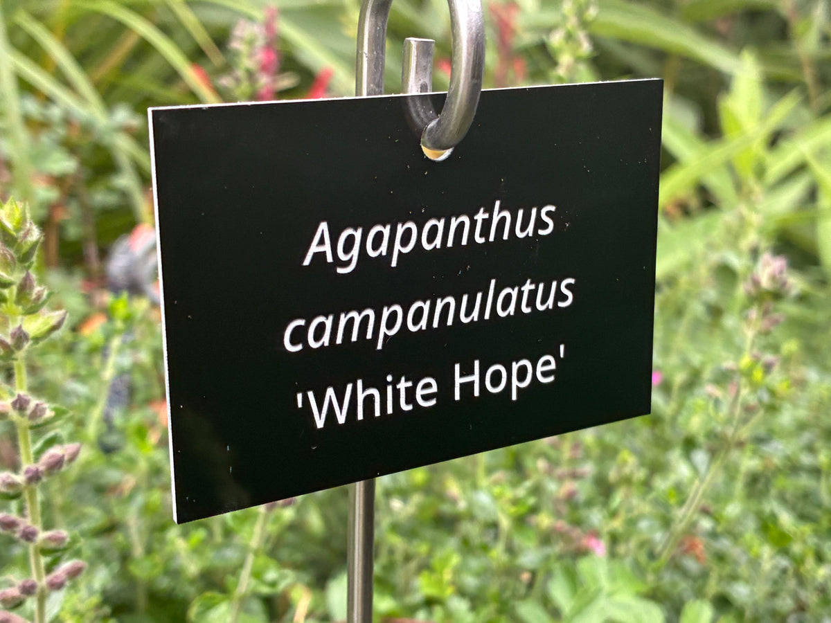 Agapanthus campanulatus 'White Hope' - Plant label