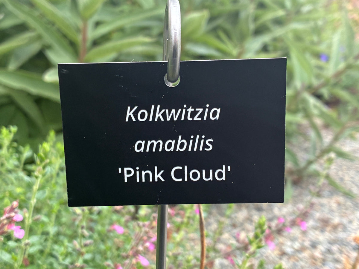 Kolkwitzia amabilis 'Pink Cloud' - Plant label