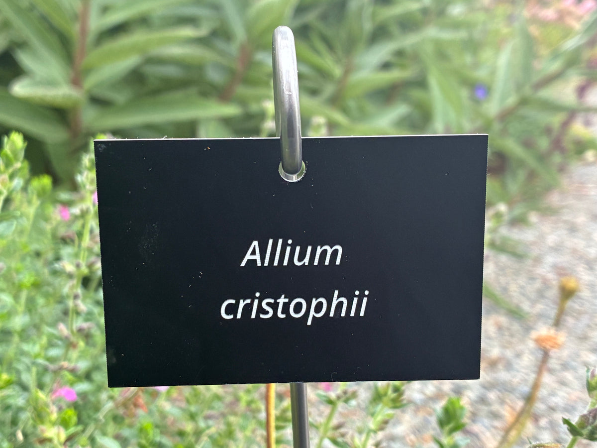 Allium cristophii - Plant label