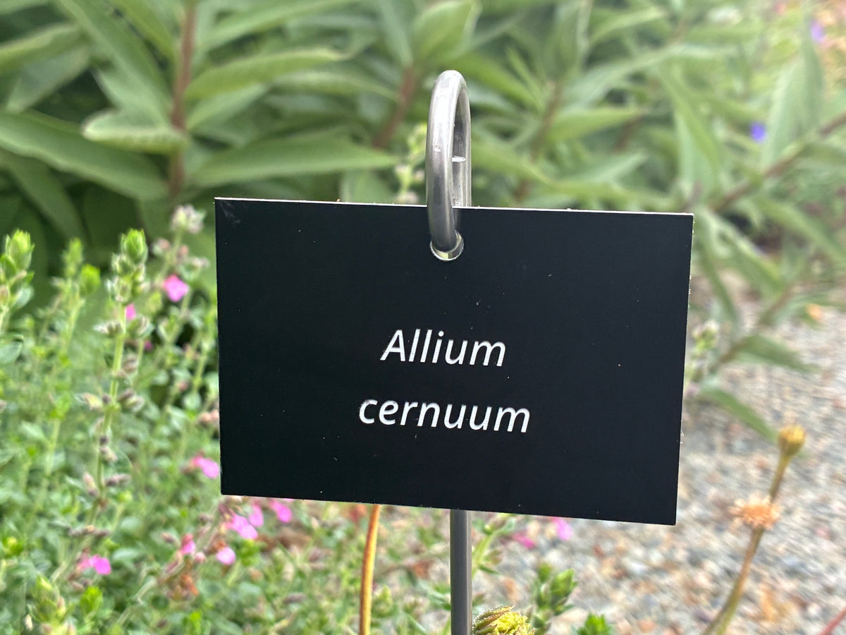 Allium cernuum - Plant label