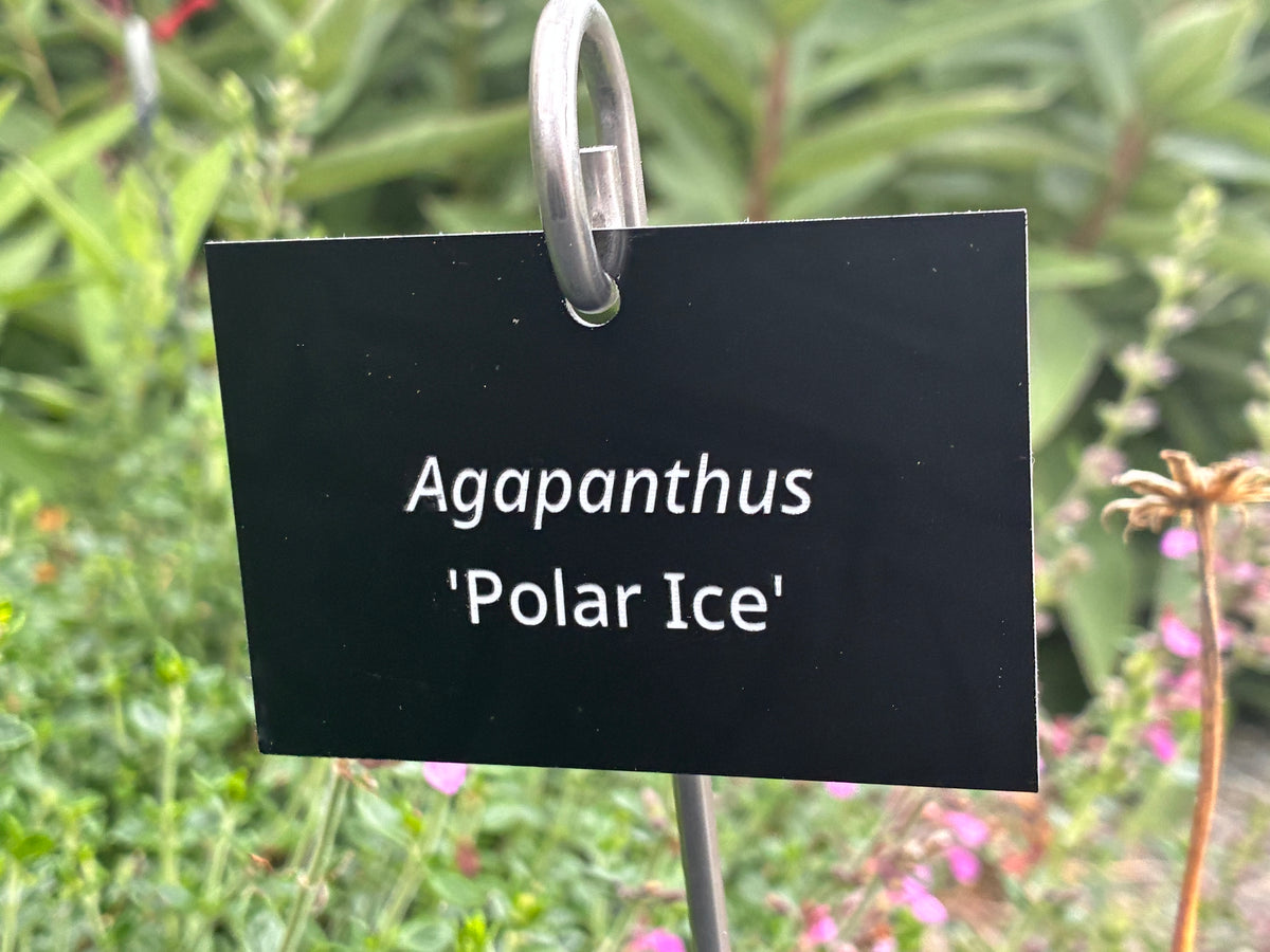 Agapanthus 'Polar Ice' - Plant label