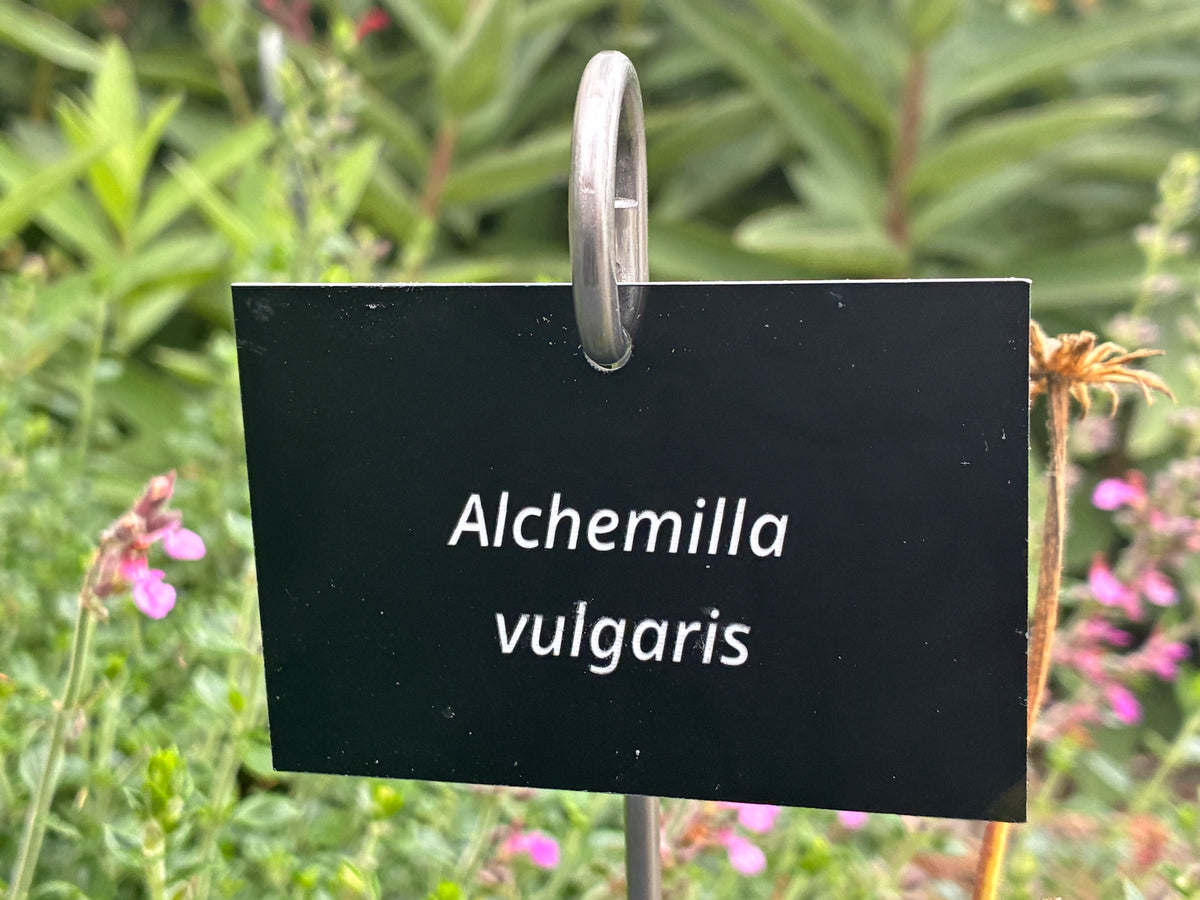 Alchemilla vulgaris - Plant label